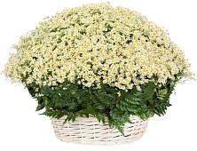 Цветочная композиция из Ромашки в корзине #REPLACE_PRED# Федоровка Тульская область